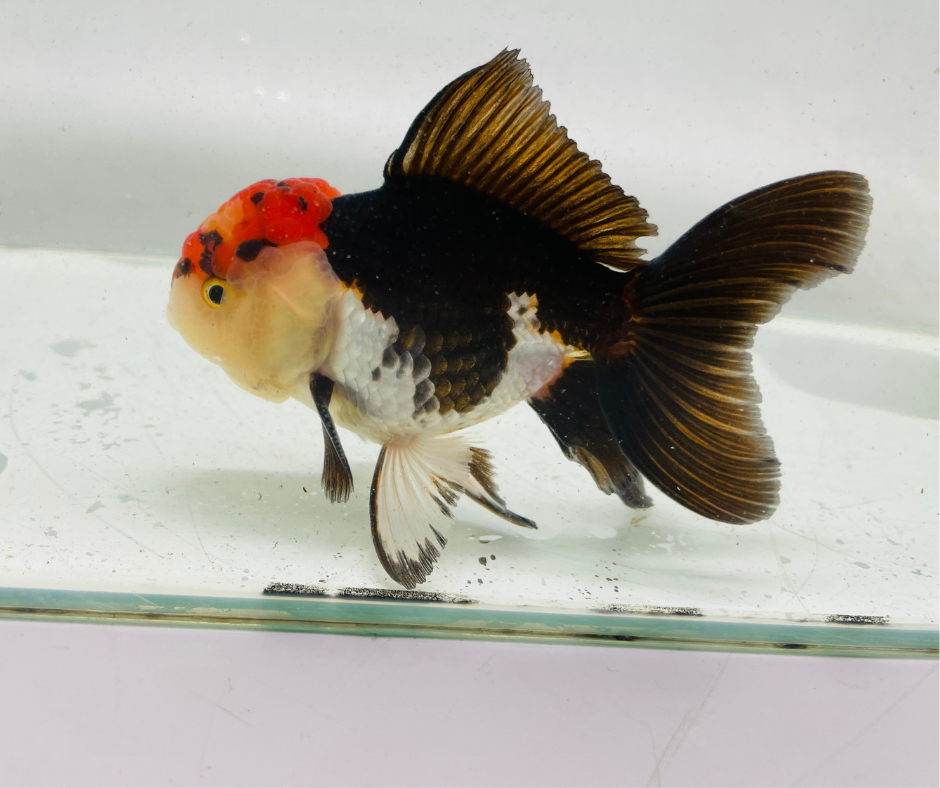 Tancho Tri Oranda Goldfish (10-11 cm) - Zen Aquarium AU