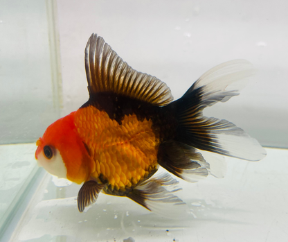 Tri Oranda Goldfish (8-9cm)