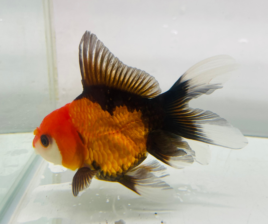 Tri Oranda Goldfish (8-9cm)