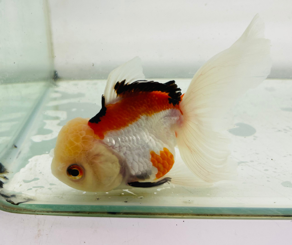 Tri Oranda Goldfish (9-10 cm)