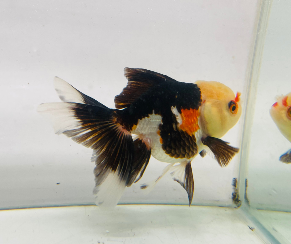 Tri Lemon Head Oranda Goldfish (8-9cm)