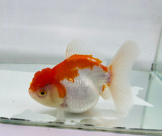 Rosetail Oranda Goldfish (12-13 cm)