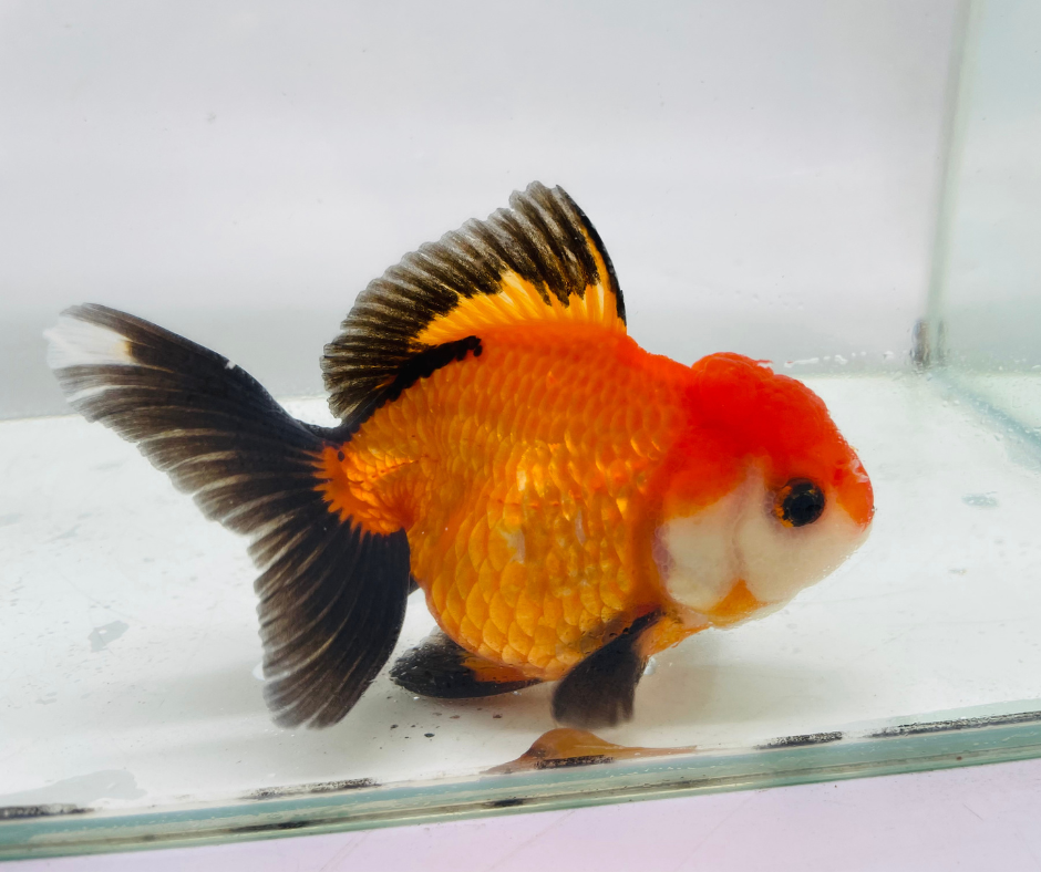Tri Oranda Goldfish (10-11 cm)