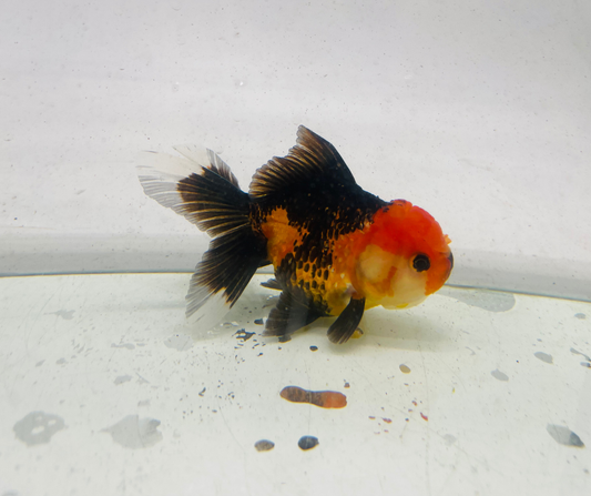 Tri Oranda Goldfish (11 cm)