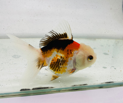 Tri Lemon Head Oranda Goldfish (9cm)