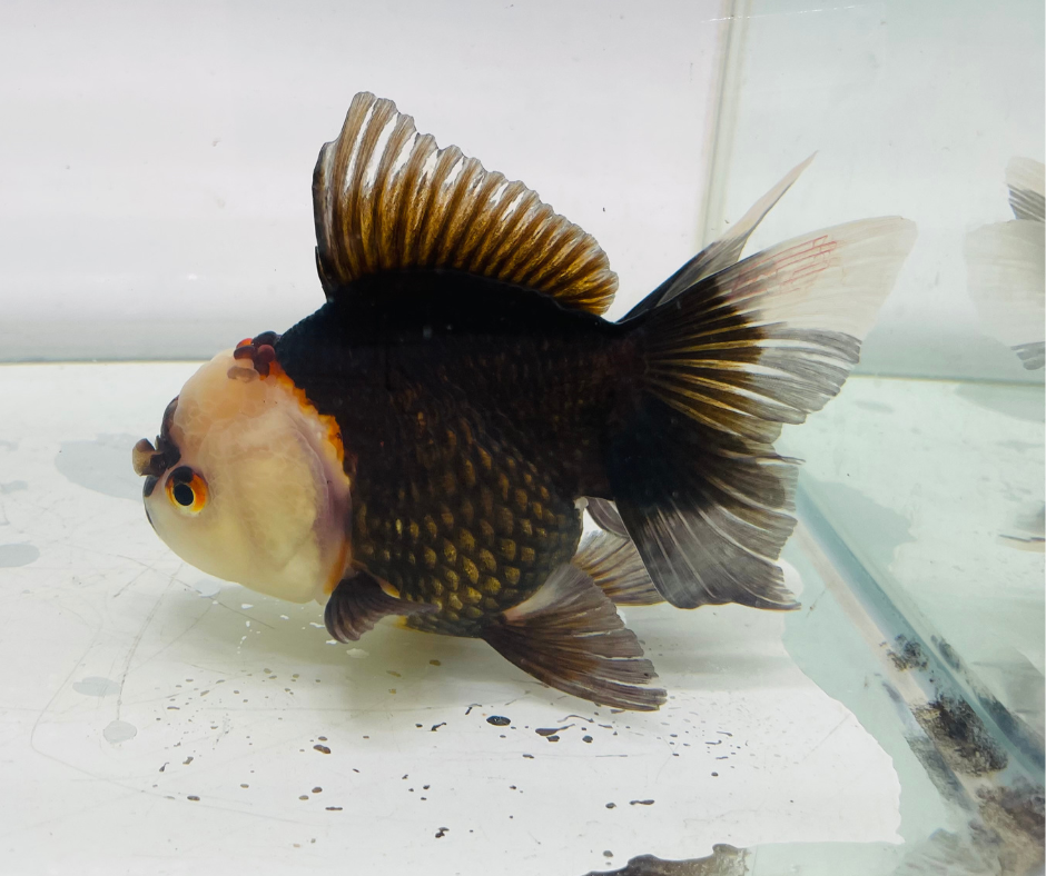 Tri Oranda Goldfish (11 cm)