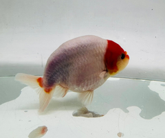 Tancho Red&White Ranchu Goldfish 11-12cm - Zen Aquarium AU