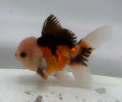 Tri Lemon Head Oranda Goldfish (10-11 cm)