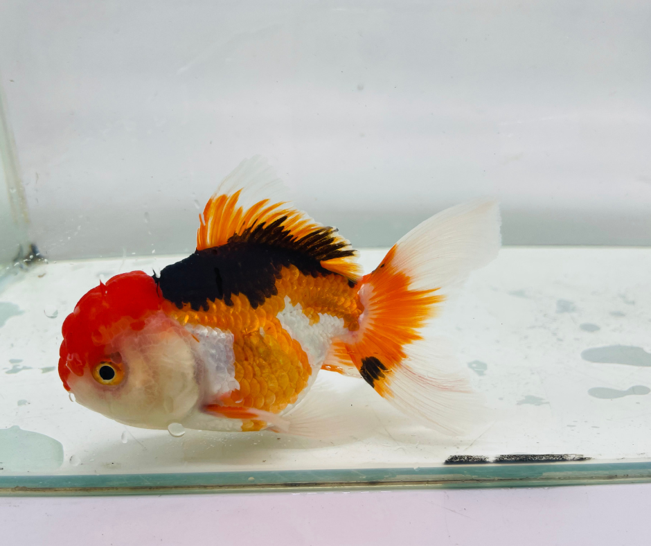 Tri Oranda Goldfish (10-11 cm)