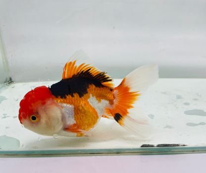 Tri Oranda Goldfish (10-11 cm)