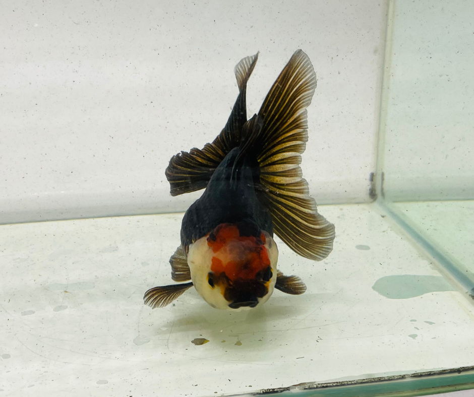 Tri Oranda Goldfish (10-11 cm)