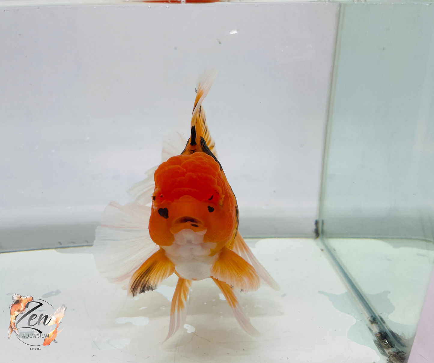 JUMBO Rosetail Oranda 16cm