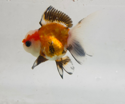 Tri Oranda Goldfish (8-9cm)