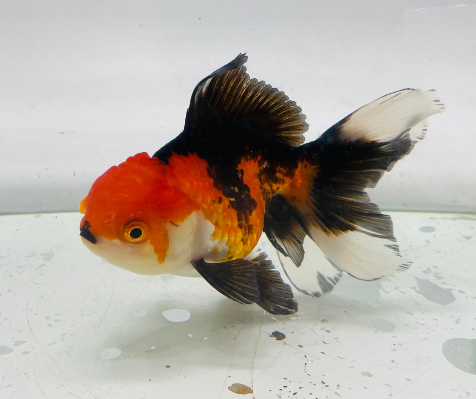 Tri Oranda Goldfish (11 cm)