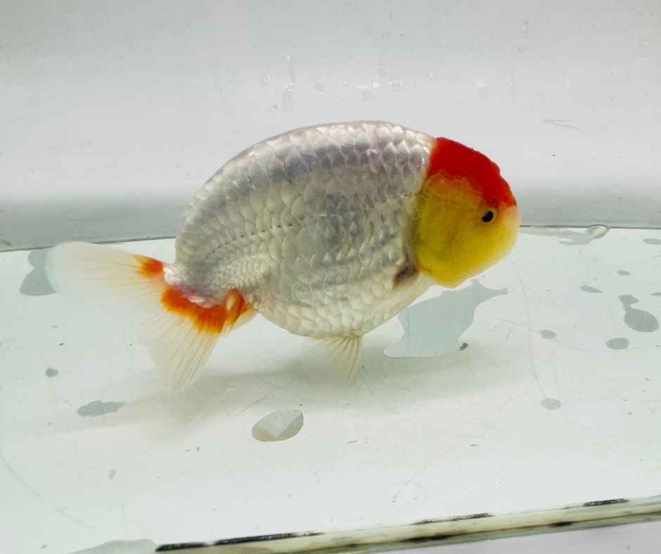 Tancho Red&White Ranchu Goldfish 11-12cm - Zen Aquarium AU