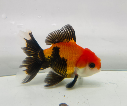 Tri Oranda Goldfish (8-9cm)