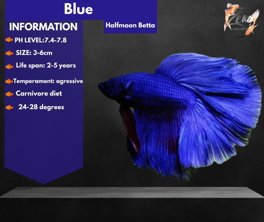 Blue Halfmoon Male Betta
