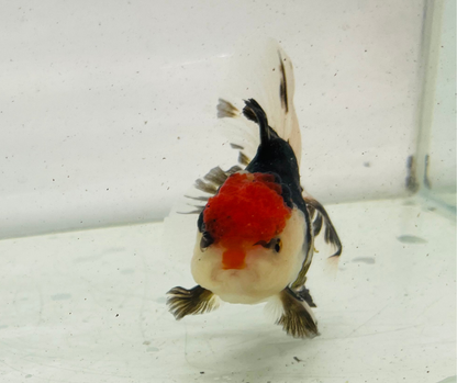 Tri Oranda Goldfish (9cm)