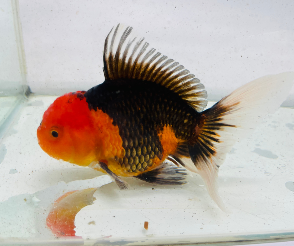 Tri Oranda Goldfish (11 cm)