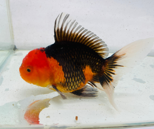 Tri Oranda Goldfish (11 cm)