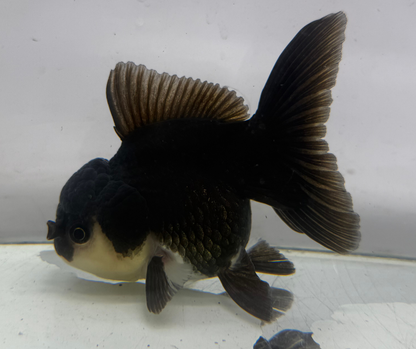 Black Panda Oranda Goldfish (10-11 cm)