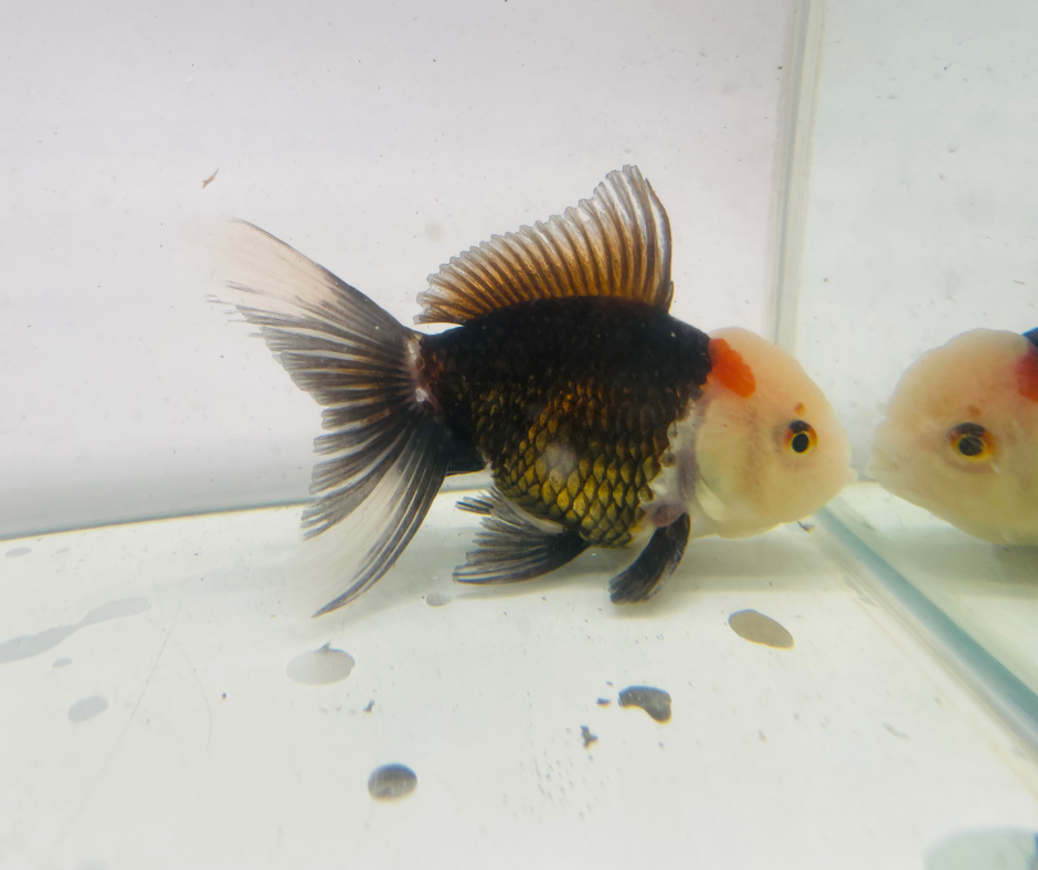 Tri Lemon Head Oranda Goldfish (10 cm)