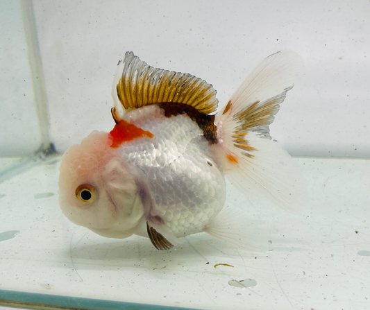 Tri Oranda Goldfish (9 cm)