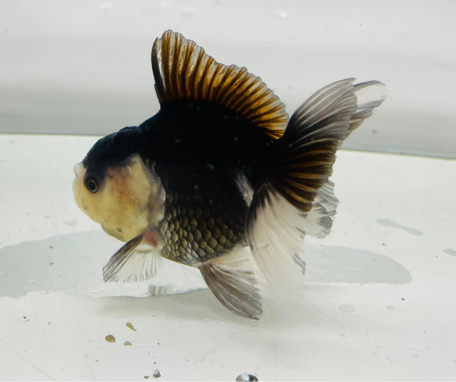 Black Panda Oranda Goldfish (8-9cm)