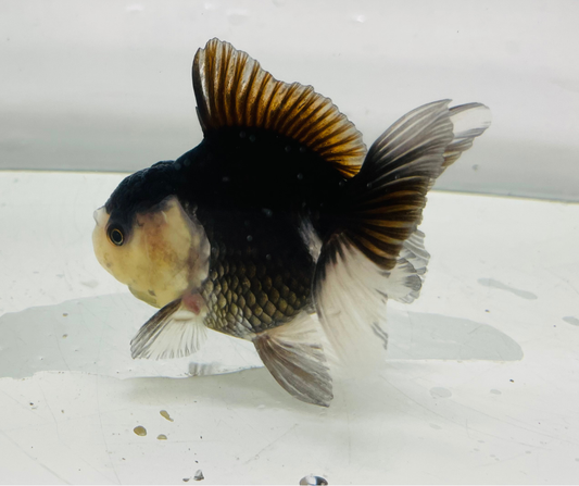 Black Panda Oranda Goldfish (8-9cm)
