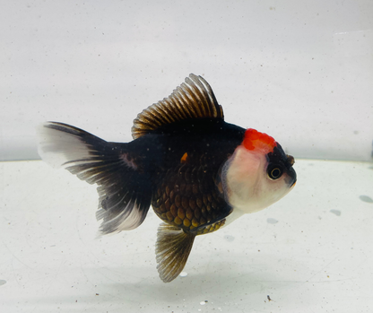 Tri Oranda Goldfish (9cm)