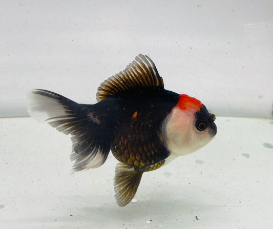 Tri Oranda Goldfish (9cm)
