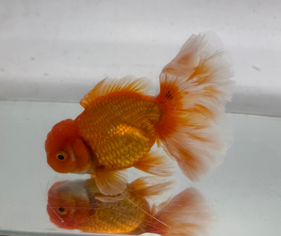 True Rosetail Oranda Goldfish (12 cm)