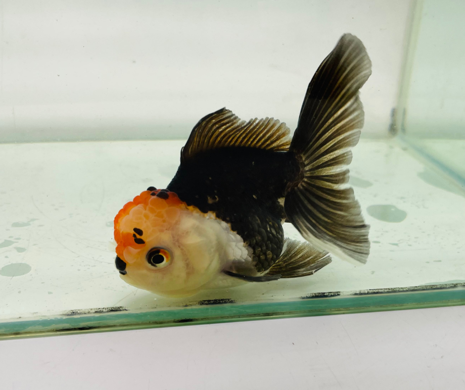 Tri Oranda Goldfish (9-10 cm)