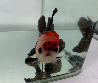 Tri Oranda Goldfish (10-11 cm)