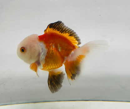 Tri Lemon Head Oranda Goldfish (8-9cm)