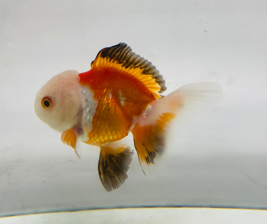 Tri Lemon Head Oranda Goldfish (8-9cm)