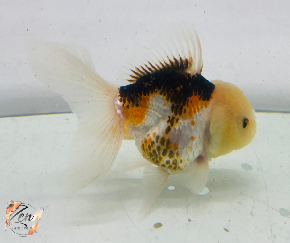 Tri Lemon Head Oranda Goldfish (9cm)