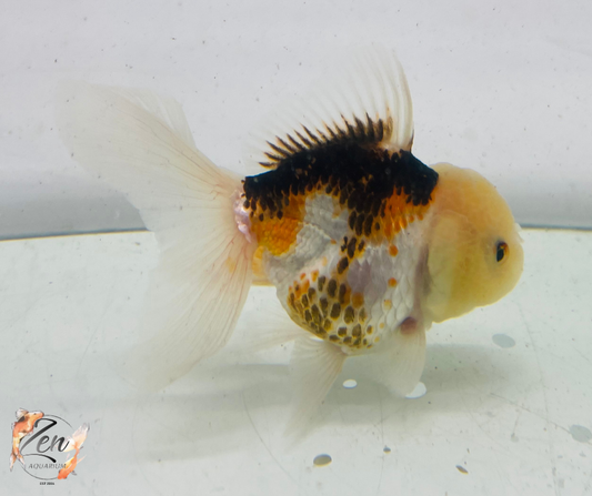 Tri Lemon Head Oranda Goldfish (9cm)