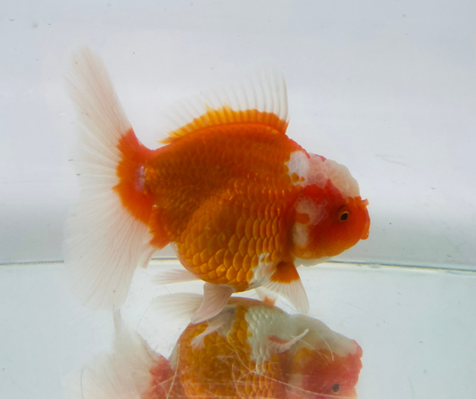 Rosetail Oranda Goldfish (12-13 cm)