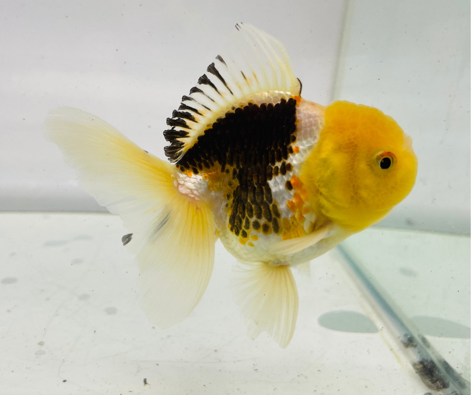 Tri Lemon Head Oranda Goldfish (9-10 cm)