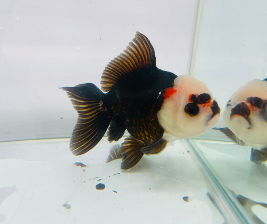 Tri Lemon Head Oranda Goldfish (10-11 cm)
