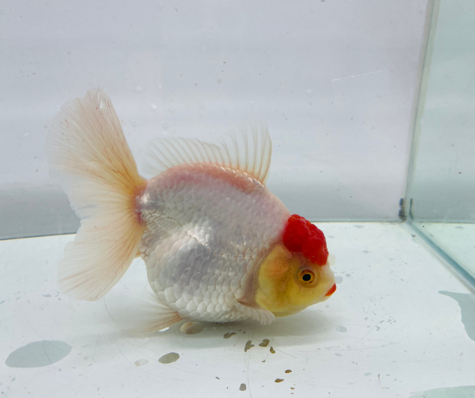Rosetail Oranda Goldfish (12-13 cm)