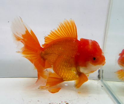 Rosetail Oranda Goldfish (12-13 cm)