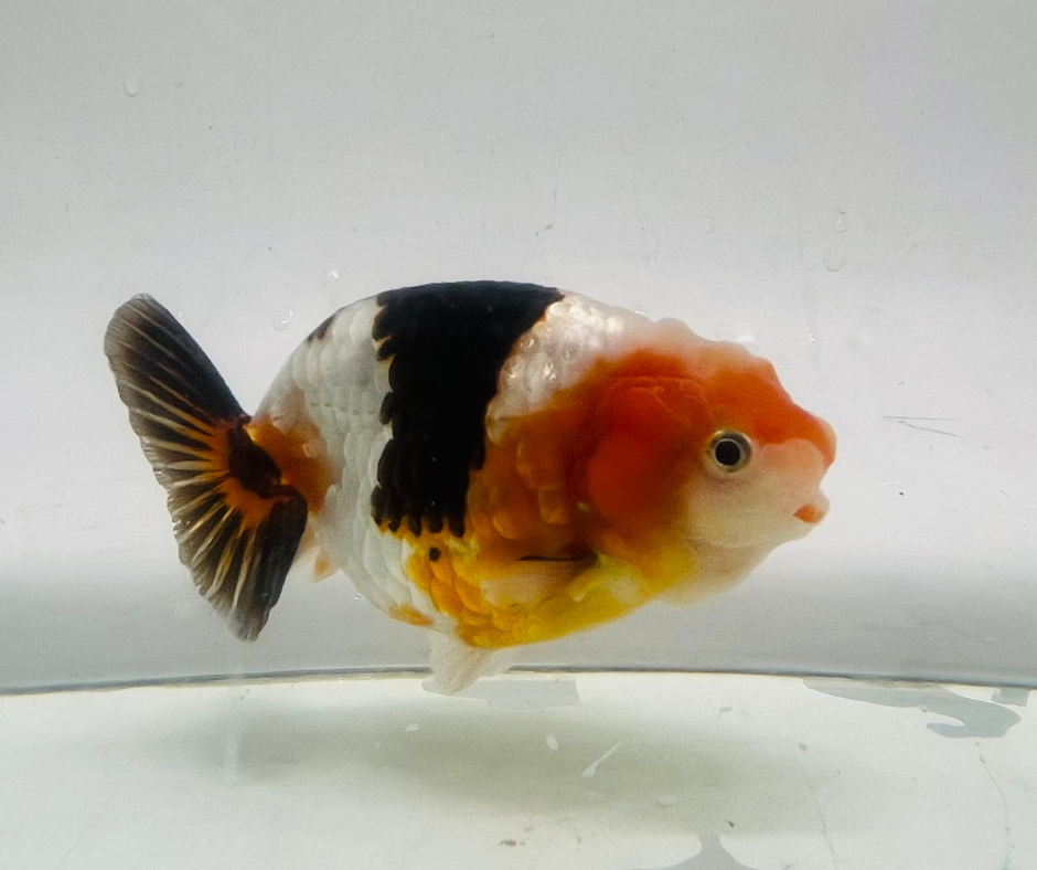Tri Ranchu Goldfish 11-12cm - Zen Aquarium AU