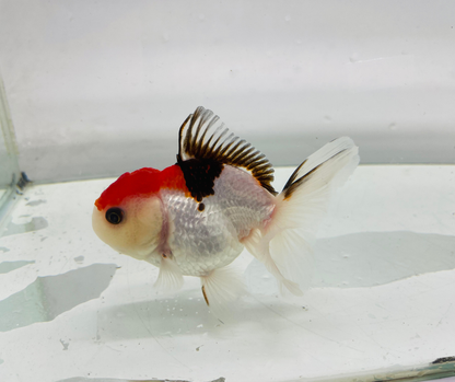 Tri Oranda Goldfish (8-9cm)