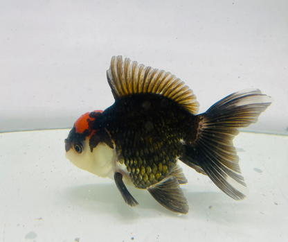 Tri Oranda Goldfish (10 cm)