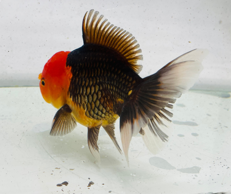 Tri Oranda Goldfish (11 cm)
