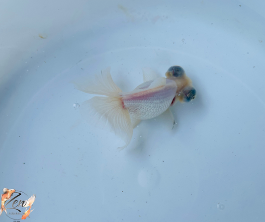 White Butterfly Tail Goldfish 10-11cm