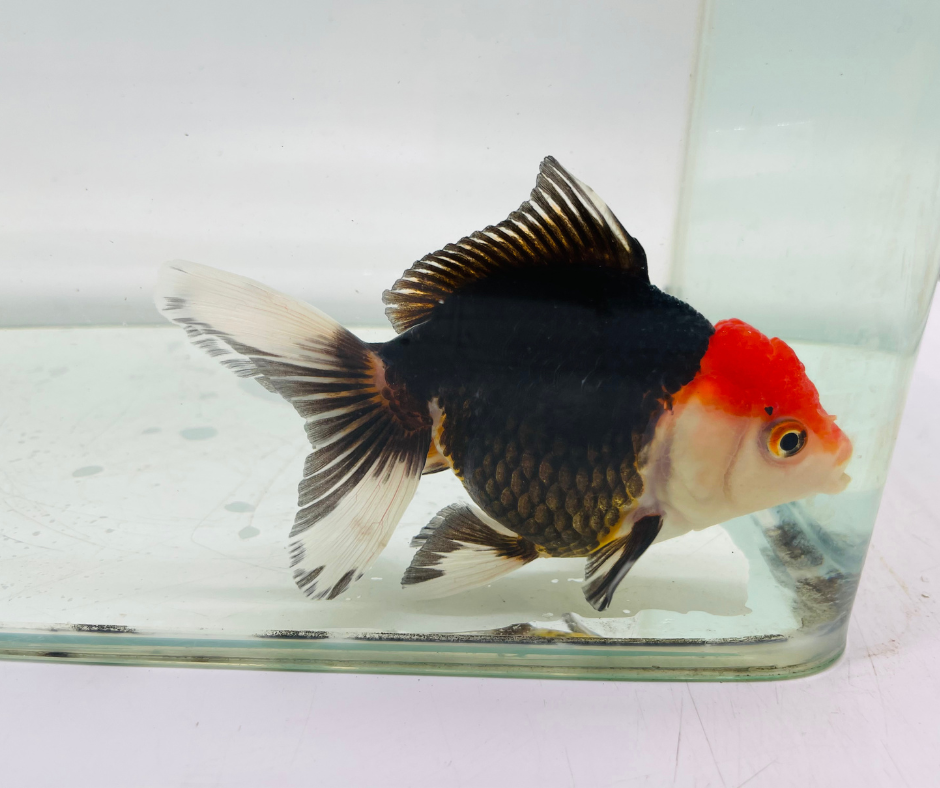 Tri Oranda Goldfish (11 cm)