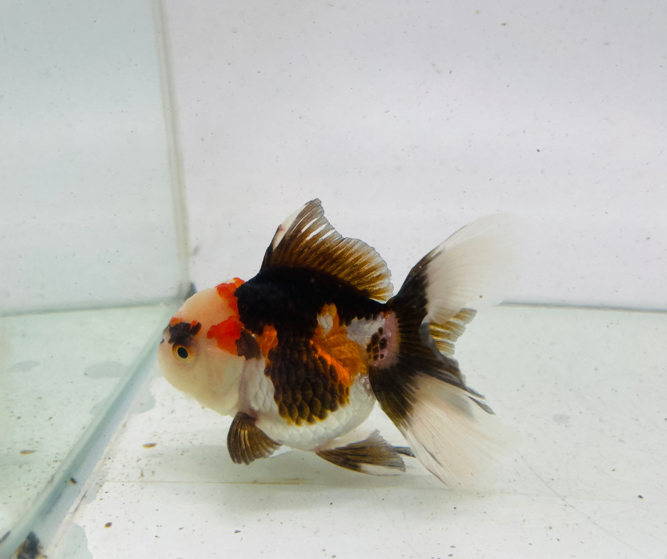 Tri Oranda Goldfish (9cm)